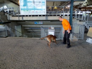Sprengstoffsuchhund K-9 Detection Dog School Germany Hauptversammlung1