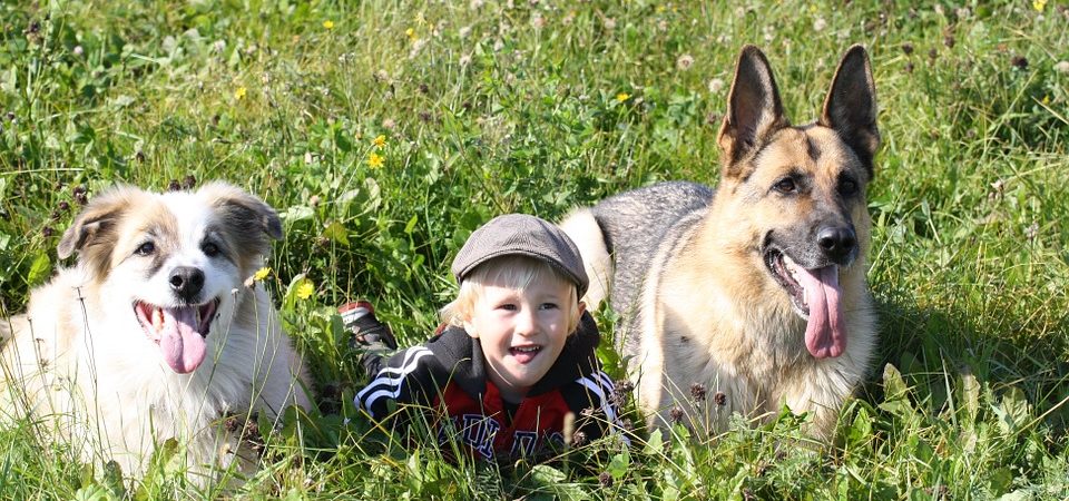 familienschutzhund personenschutzhund