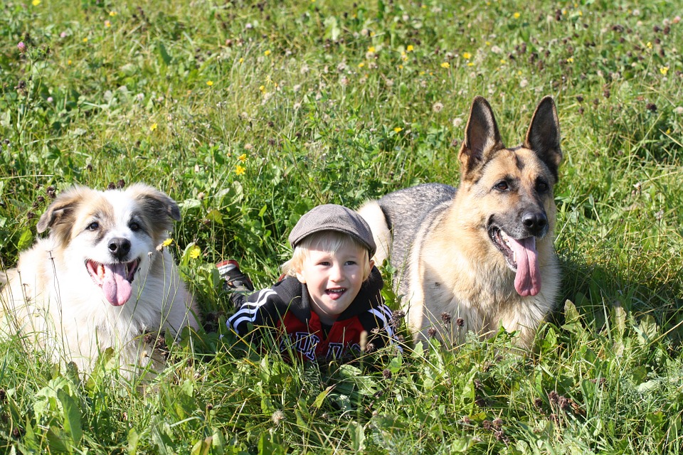 familienschutzhund personenschutzhund