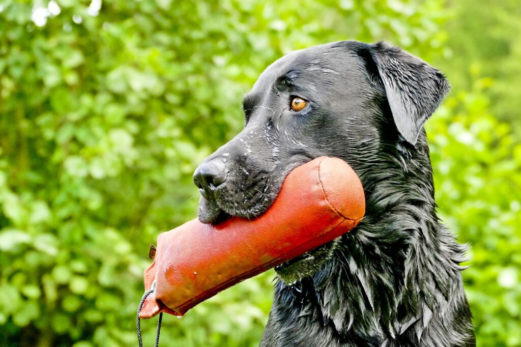 HUnd mit Bringsel