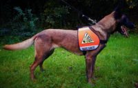 Verschiedene Kenndecken Canis für die Ausbildung von Diensthunden oder Einsatzhunden - Image 6