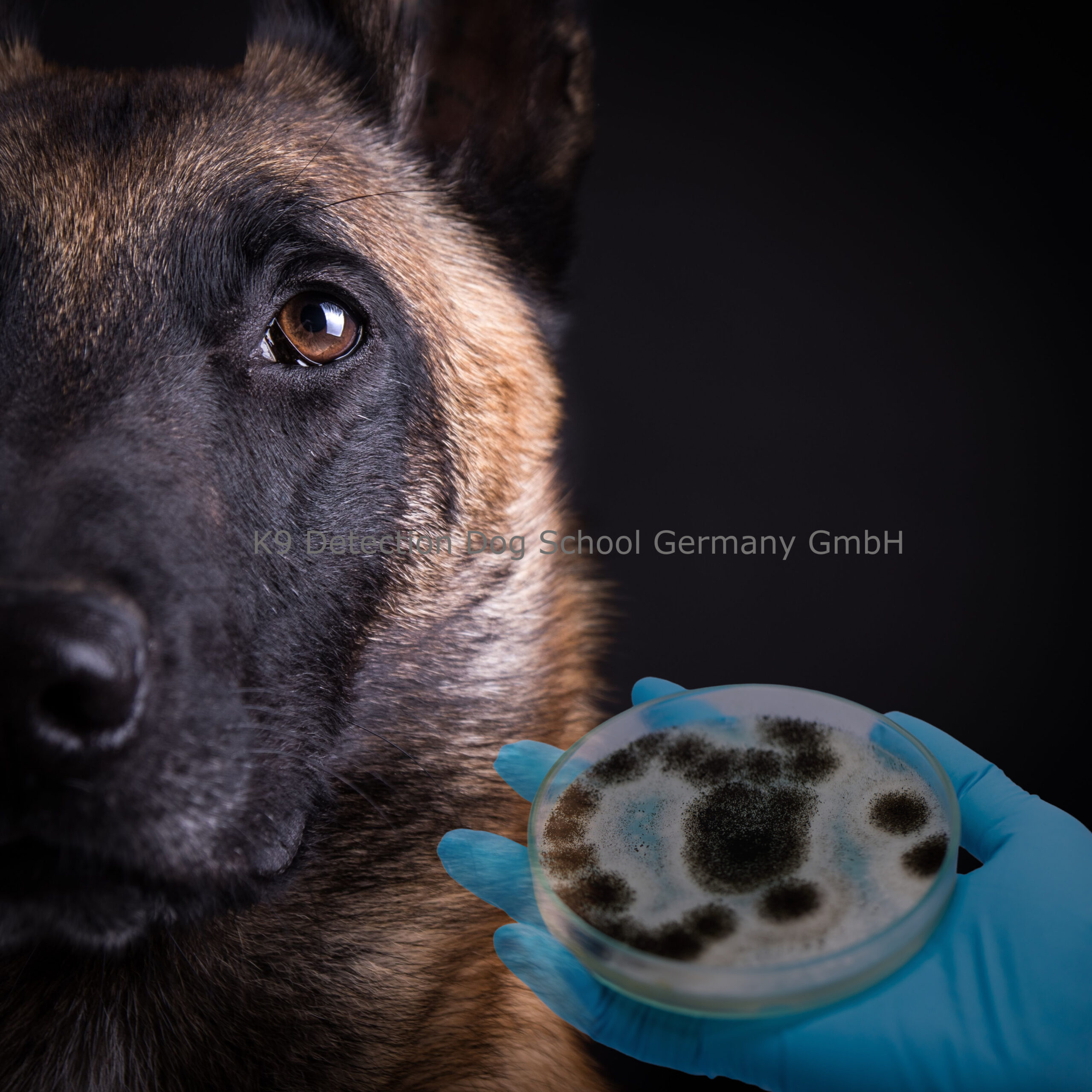 https://spuerhundeschule.de/de/wp-content/uploads/2023/01/Schimmelspuerhund-K9-Detection-Dog-School-Germany-GmbH-scaled.jpg